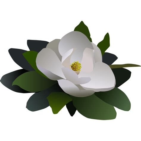 Magnolia Flower SVG Free - 64+  Download Flowers SVG for Free